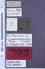 Etikette zu Anostirus stramineipennis (Binaghi, 1940) (NHMW-ZOO-COL-0008301)